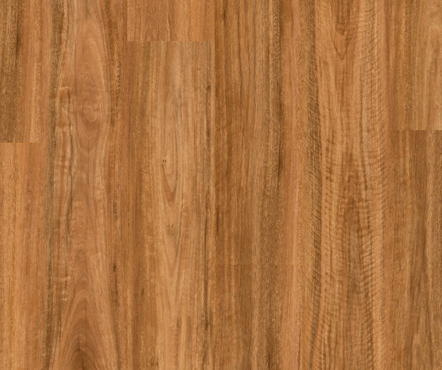 Titan Glue Spotted Gum