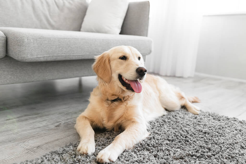 pet on floor